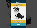 sheepdog - perro pastor video thumbnail