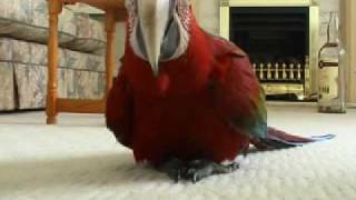 a very polite parrot Video