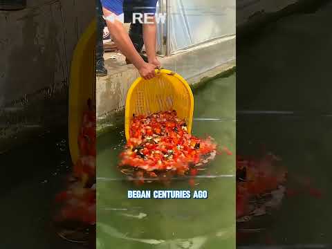 Why Koi Fish Swim in Japan’s Street Gutters! 🐟