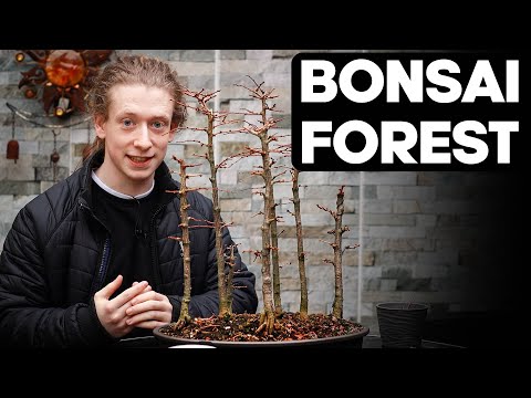 Japanese Larch Bonsai Forest - Pruning and Shaping Ideas