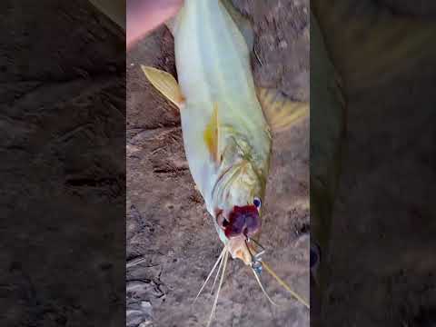 Pesca en un sebadero de arroyo leyes🐟🎣#argentina#pesca #fish#fishingvideo#fishing#fyp#fypage#fishing