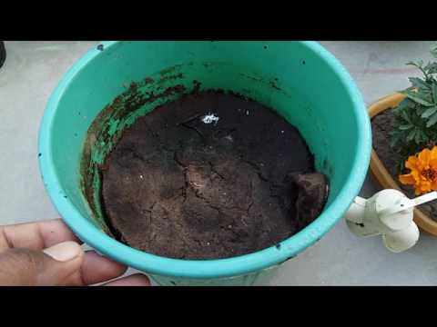 download lagu mp3 mp4 Organic Kitchen Garden By Maitri Mehta, download lagu Organic Kitchen Garden By Maitri Mehta gratis, unduh video klip Organic Kitchen Garden By Maitri Mehta