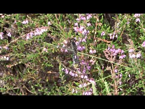 Black Darter (pair in tandem) - Devilla Forrest - Fife - 23/08/19