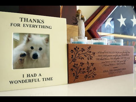 A tribute to Atka, the Amazing Eskie!