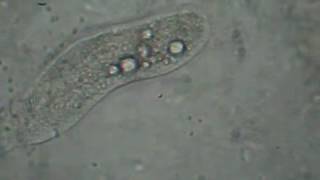 Consultoria Claas Maia disponibiliza treinamento, com aulas práticas, em microbiologia de lodos ativ