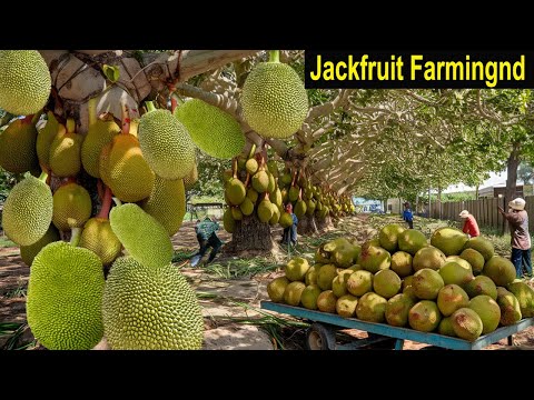 Jackfruit Farming - How to Start a Business Jackfruit Farm - How to Grow Jackfruit - Business Ideas