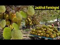 Jackfruit Farming How To Start A Business Jackfruit Farm How To Grow Jackfruit Business Ideas