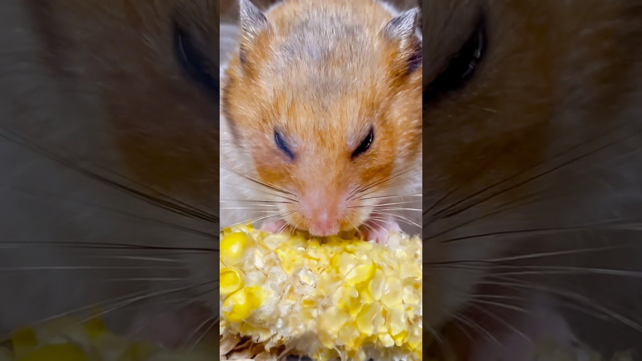 目細ハムスターが噛むトウモロコシ【声あり】