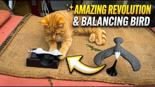 Toysmith Balancing Eagle  & Amazing Revolution Science Toys 😵 Gadgetify