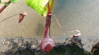 Time Lapse of Radish, From Seed to Taproot