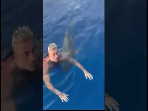 #viral #cool #Hai #angriff