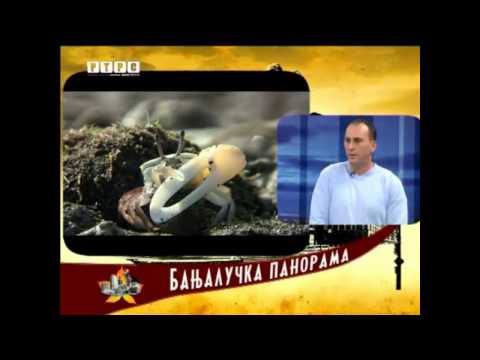 RK Delfin - 05.12.2014. - RTRS - Banjalucka panorama