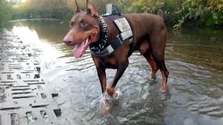 preview picture of video 'Zeus! The Red Doberman - Colors of Autumn @ Cinema Dog Park Ancaster'