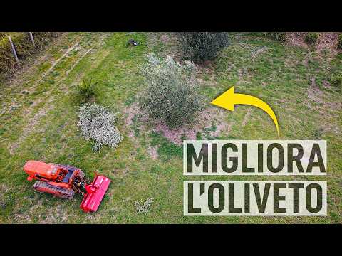 Coltivare l'OLIVO. Tutti gli ERRORI da non FARE. Trapianto, potatura e suolo 🌳