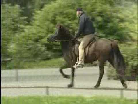 Svört von Aegidienberg - ehemaliges Verkaufspferd - Video vom 06.06.2006