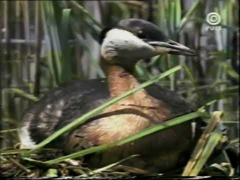 Dorzecza Biebrzy i Narwi