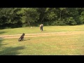 Duck Retriever - Dog Training 