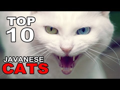 TOP 10 JAVANESE CATS BREEDS