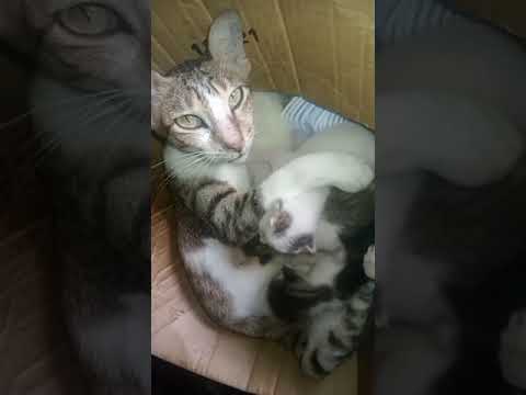 Why a Mother Cat Can't Nurse Her Kittens