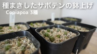 種まきしたサボテンをクリーンカップから鉢上げしました | サボテン 種