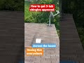 How to get three tab shingles approved new way everywhere repair attempt #yt #fyp #sales #ytshorts ￼