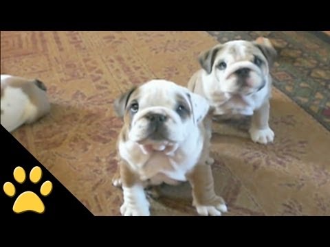 Wonderfully Cute Bulldog Mayhem Video