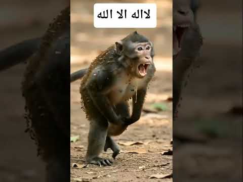 فضلا وليس امرا اشترك في قناتي