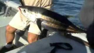 preview picture of video 'Light tackle fishing yellowfin tuna'