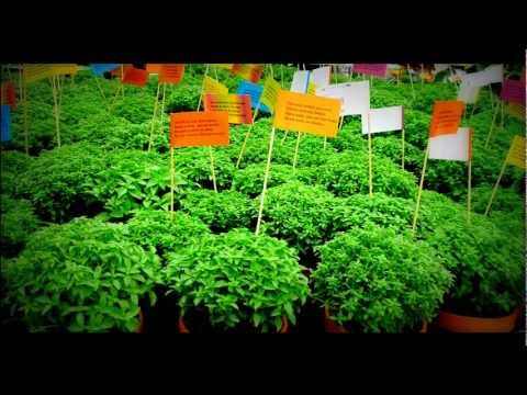 Marchas - São João Bonito