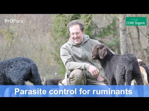 Medicina per parassiti intoksis analoghi Parassiti a un chebak