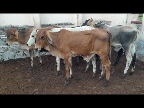 Gado pra vender todos os sábados em Vertentes Pernambuco 25/04/2026