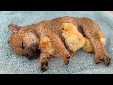 YouTube 썸네일