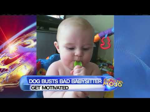 Dog saves baby from abusive babysitter