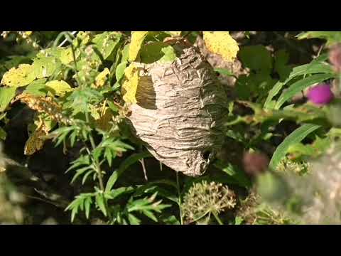 Muote  -  Zeme  LATG.(cover .kurtjukova)