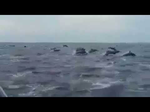 Thousands of Big Fishes Jumping out of Water at Same Time