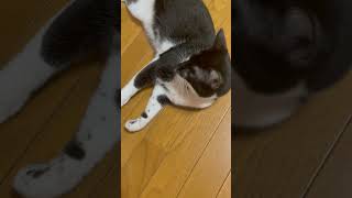にゃつばて