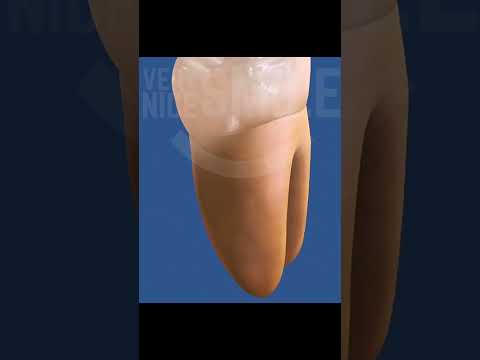 How many roots does a molar have?