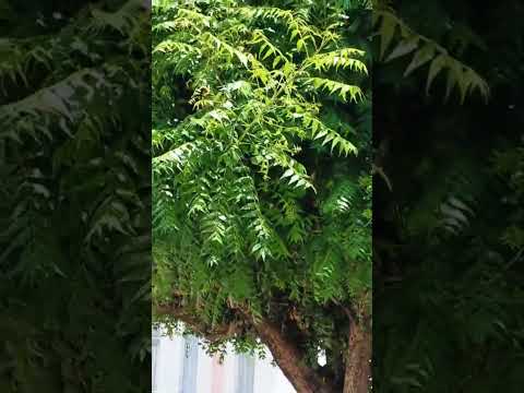 Muito Calor em Pombal PB