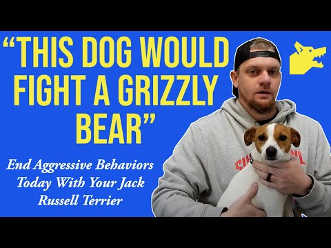 Are Jack Russell Terriers Aggressive? End Aggressive Behaviors Today With Your Jack Russell Terrier