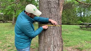 NC Champion Tree Project Tutorial #4: Measuring Circumference