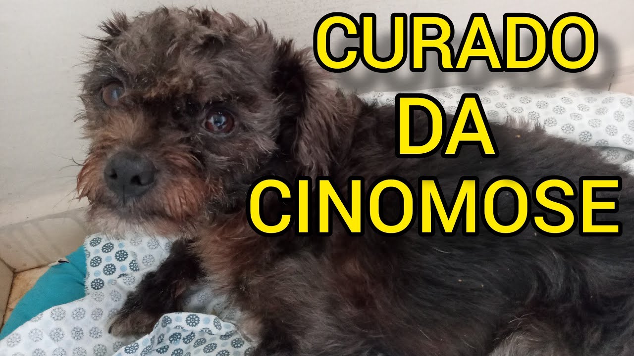 (ATUALIZADO). COMO O MEU CACHORRO FOI CURADO DA CINOMOSE. 🐕