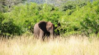 preview picture of video 'Elephants in Hluhluwe-iMfolozi Park'