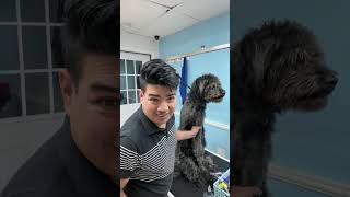 Dalilas Pet Grooming  is live!