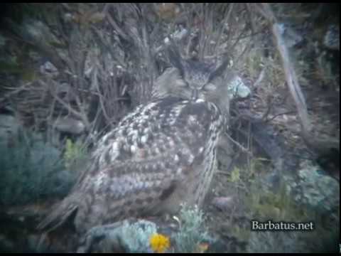 Buho real ( Bubo bubo ) Eagle owl