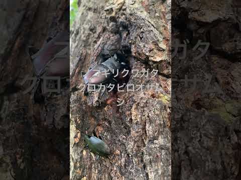 園芸 カブトムシ、アピオン、クワガタ、クジラ目、オサムシ