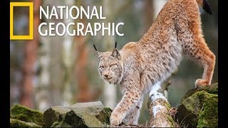 Wildlife - Dangerous Predators in The Blackwater Swamp (Nat Geo Wild)
