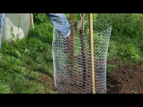 download lagu mp3 mp4 Magnolia Galazy, download lagu Magnolia Galazy gratis, unduh video klip Magnolia Galazy