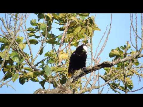 Chesnut-headed Oropendola (Psarocolius wagleri)