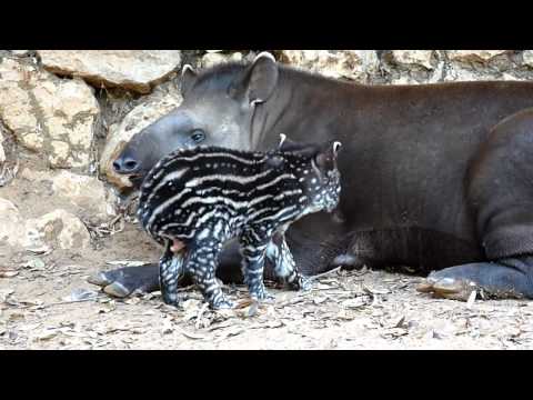 Il baby tapiro