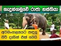 Nedungamuwe Raja නැදුන්ගමුවේ රාජා හස්තියා තම හි�